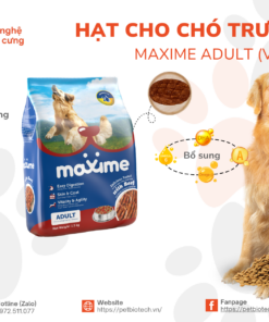 Hat thuc an Maxime Adult