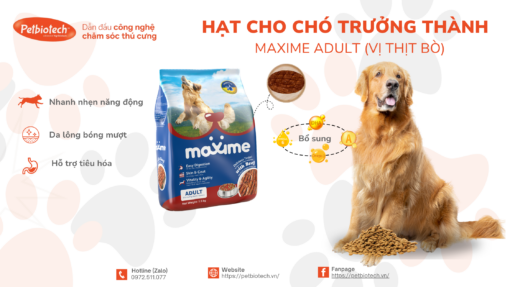 Hat thuc an Maxime Adult