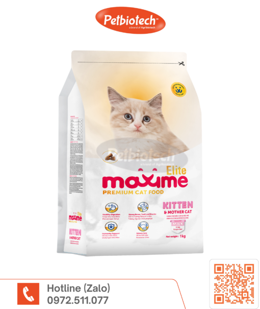 Maxime Elite kitten mother