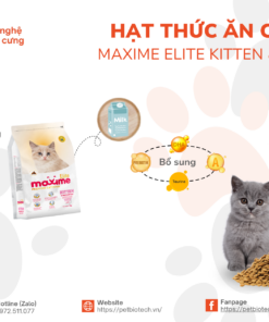hat thuc an cao cap Maxime Eliter kitten Mother