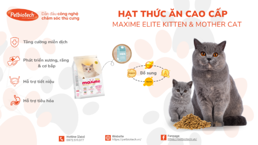 hat thuc an cao cap Maxime Eliter kitten Mother