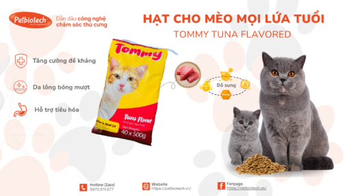 hat thuc an cho meo con va meo truong thanh tommy 1