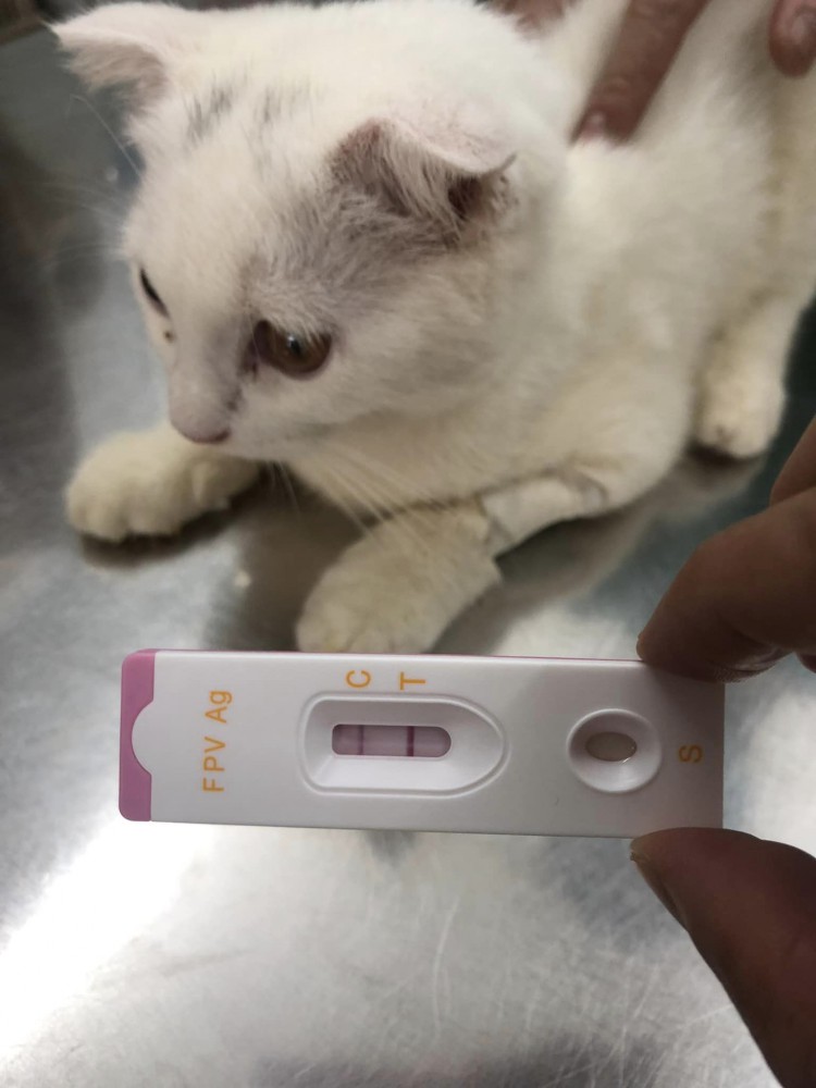 BỆNH BẠCH CẦU Ở MÈO: TRIỆU CHỨNG, NGUYÊN NHÂN VÀ KINH NGHIỆM CHĂM SÓC CHI TIẾT 2 296428200 1472002749887997 63819