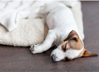 Benh Parvovirus o cho e1764294885574