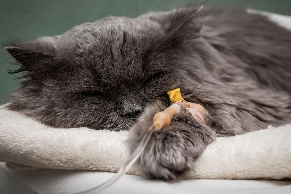 Cho meo dang bi om benh