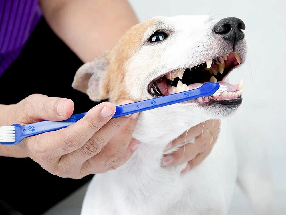 BỆNH RĂNG MIỆNG Ở CHÓ – NGUYÊN NHÂN, DẤU HIỆU VÀ CÁCH CHĂM SÓC HIỆU QUẢ 1 Huong dan ve sinh rang mieng cho meo hang ngay