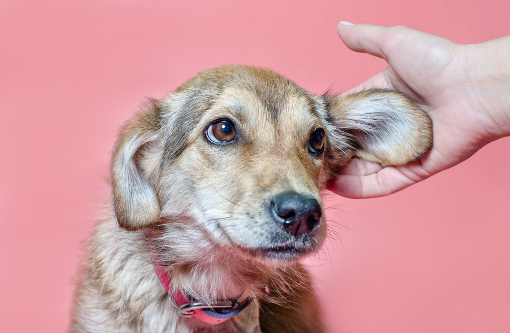 Relieving Your Dogs Itchy Ears