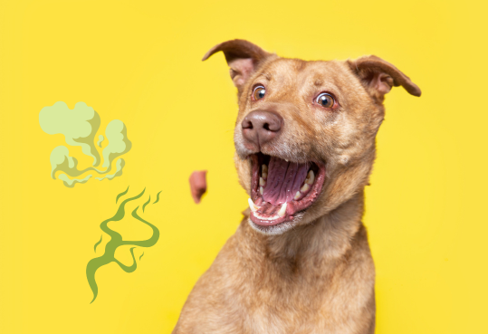 BỆNH RĂNG MIỆNG Ở CHÓ – NGUYÊN NHÂN, DẤU HIỆU VÀ CÁCH CHĂM SÓC HIỆU QUẢ 3 Thiet ke chua co ten 1 e1764206732110