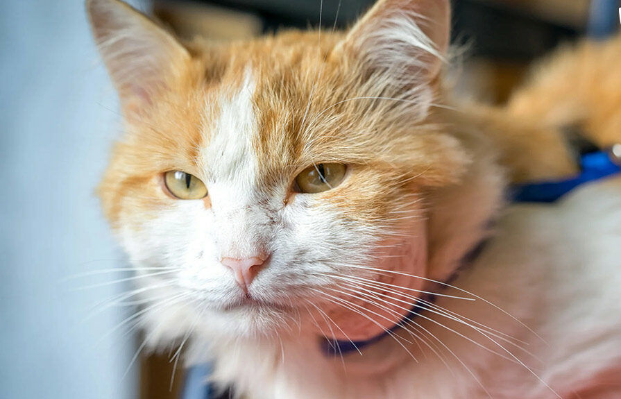 ap xe o meo e1762913694257