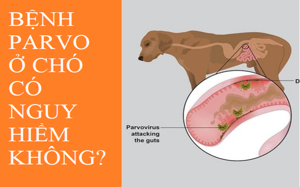 BỆNH TRUYỀN NHIỄM PARVOVIRUS Ở CHÓ: KIẾN THỨC CHO NGƯỜI NUÔI 2 cho pravovirus