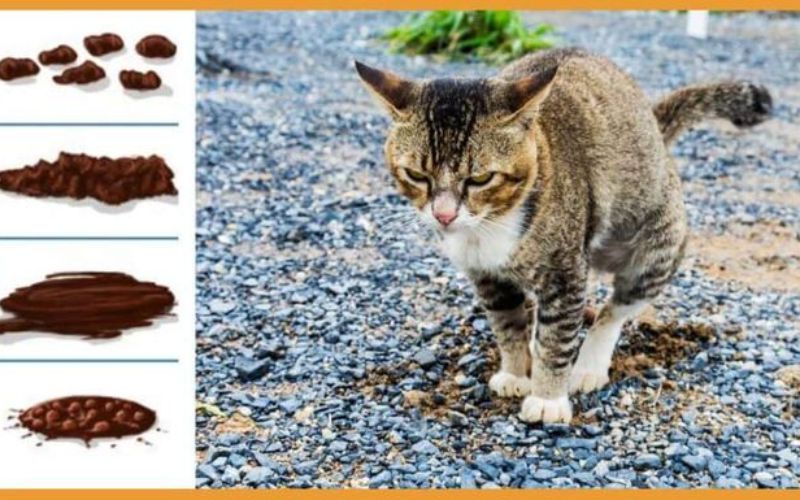 BỆNH TIÊU CHẢY Ở MÈO – NGUYÊN NHÂN, CÁCH KHẮC PHỤC VÀ GỢI Ý DINH DƯỠNG PHÙ HỢP 3 meo bi tieu chay 1 231771364354