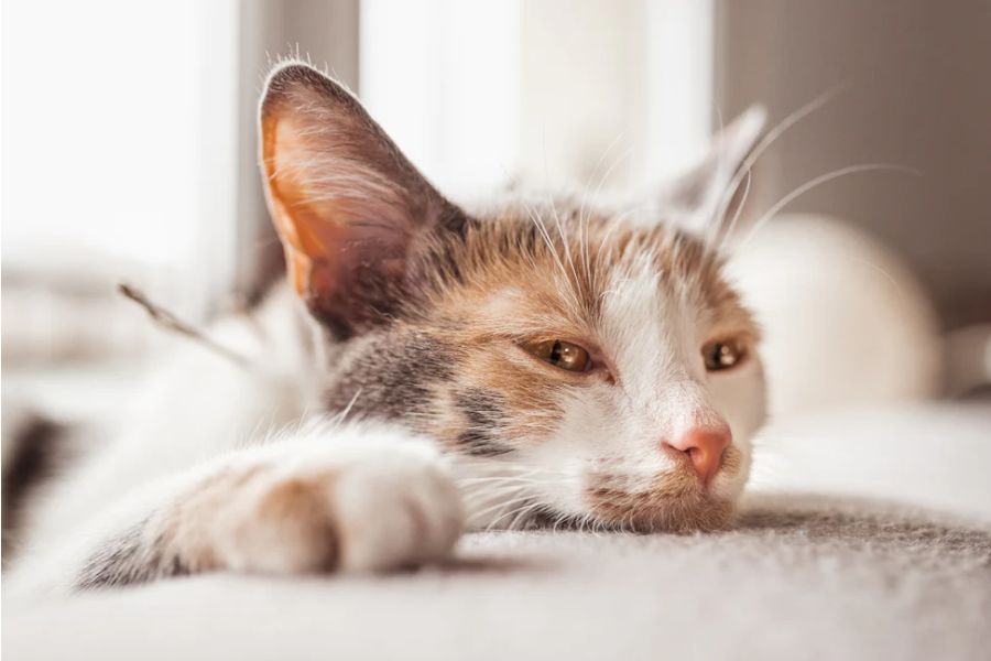 BỆNH BẠCH CẦU Ở MÈO: TRIỆU CHỨNG, NGUYÊN NHÂN VÀ KINH NGHIỆM CHĂM SÓC CHI TIẾT 1 nguyen nhan gay giam bach cau o meo