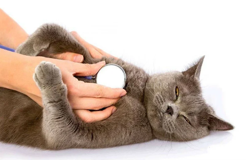 KINH NGHIỆM CHĂM SÓC MÈO KHI BỊ VIÊM ĐƯỜNG HÔ HẤP TRÊN 3 nhiem trung duong ho hap tren o meo 01.jpg