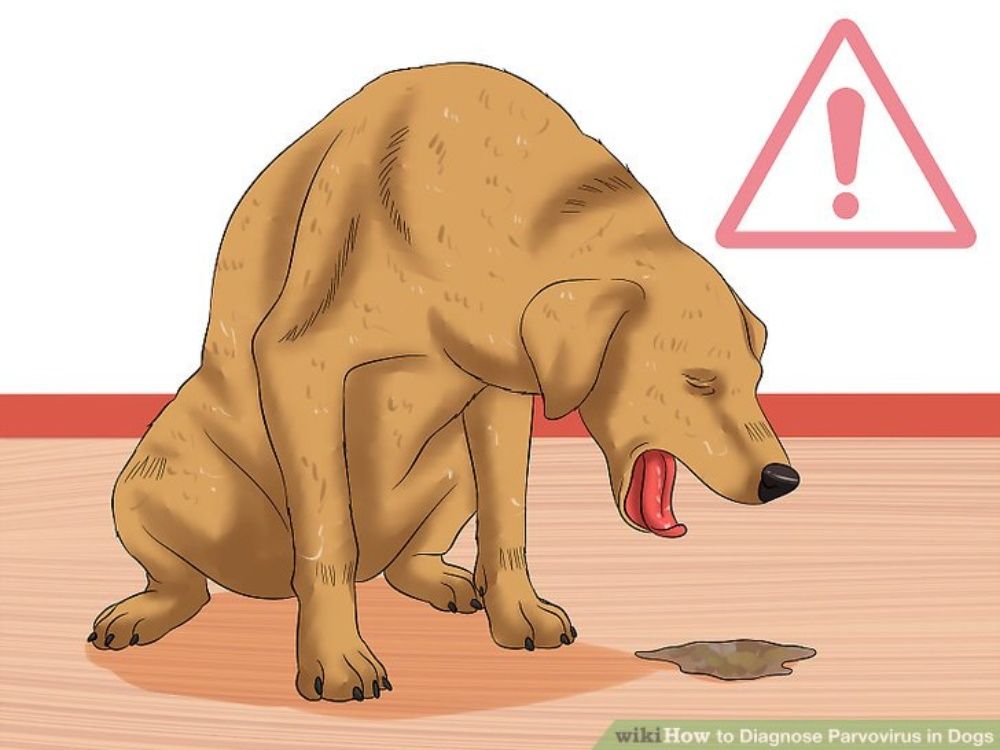 BỆNH TRUYỀN NHIỄM PARVOVIRUS Ở CHÓ: KIẾN THỨC CHO NGƯỜI NUÔI 3 pravovirus