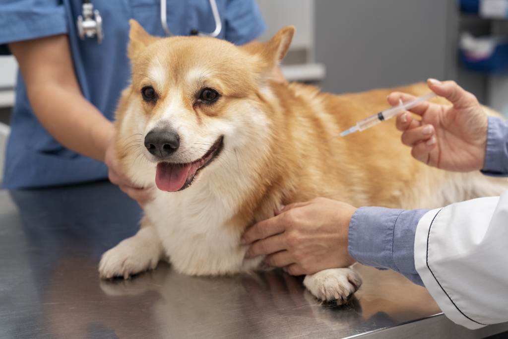 veterinarian taking care pet dog 1024x683 1