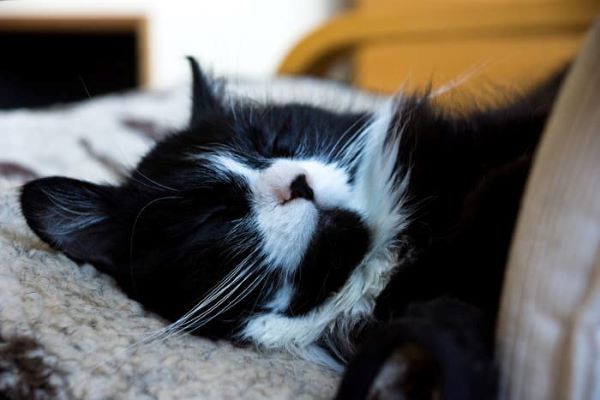 12.5 3 eeebc42ae767493398ab887f4859fb98 grande