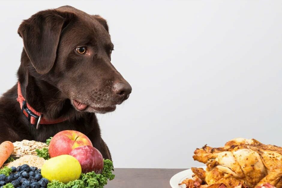 KINH NGHIỆM CHĂM SÓC VÀ PHÒNG NGỪA BỆNH XƯƠNG KHỚP Ở CHÓ 3 2ef254111095abcbf284 43092e8570e04785bc3c3e82967cbf7c 1024x1024 e1764553303917