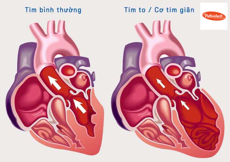 KINH NGHIỆM NHẬN BIẾT VÀ CHĂM SÓC BỆNH TIM MẠCH Ở CHÓ 2 Thiet ke chua co ten 4