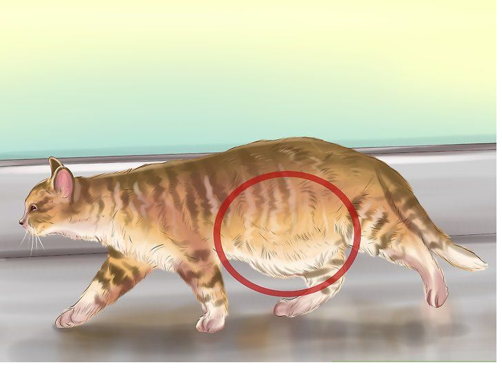 GIUN ĐƯỜNG RUỘT Ở MÈO: HƯỚNG DẪN CHI TIẾT CHO NGƯỜI NUÔI 2 Thiet ke chua co ten