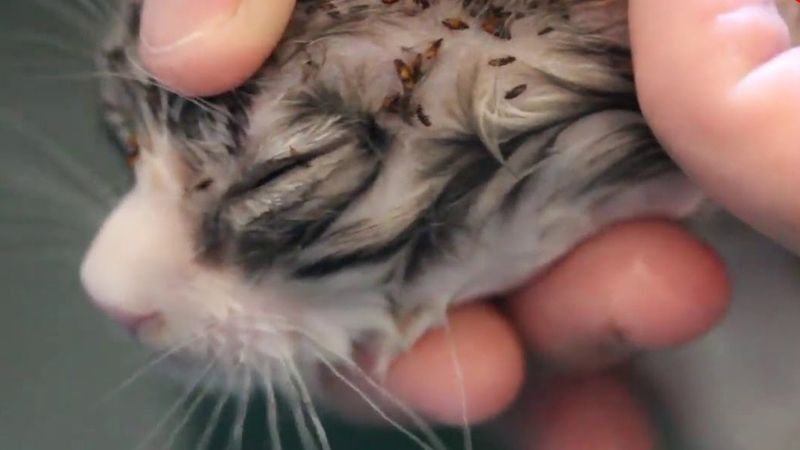 bo chet meo la gi dau hieu o meo co bo chet cach phong va dieu tri bo chet o meo 202104281107542864