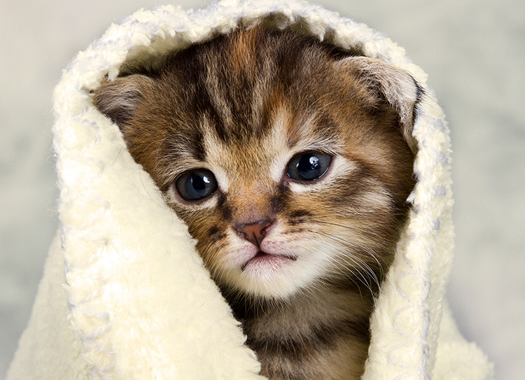 cach tu cham soc meo bi cam lanh tai nha 2