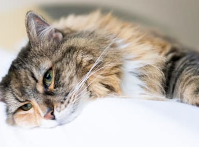 GIUN ĐƯỜNG RUỘT Ở MÈO: HƯỚNG DẪN CHI TIẾT CHO NGƯỜI NUÔI 3 meo bi than nguyen nhan va thuc an danh cho meo bi than 1