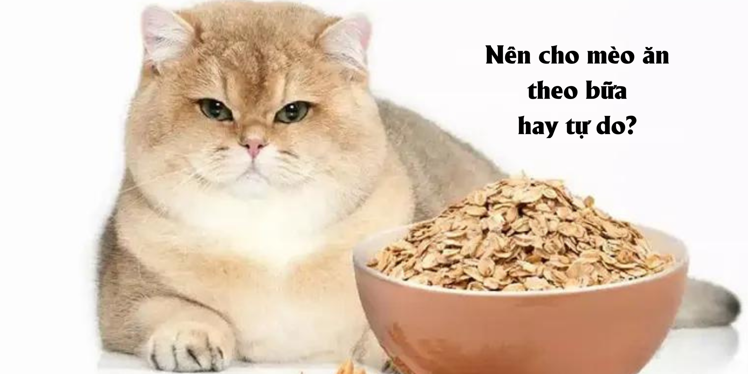 Nen cho meo an theo bua hay tu do 2 scaled