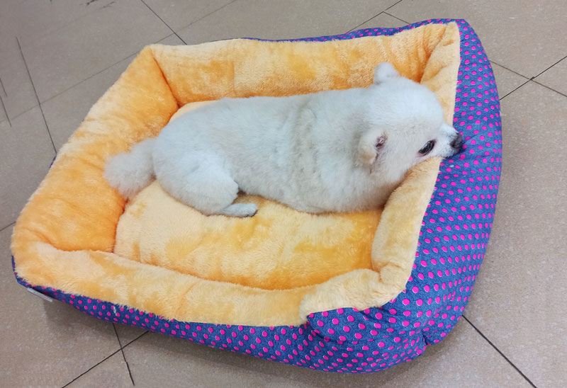 giu am cho thu cung trong mua dong 2