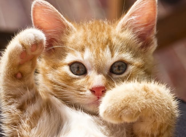 khi y khi nuoi meo con