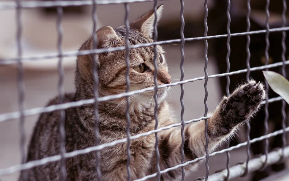 meo cu danh meo moi vi cam thay lanh tho bi xam nhap trai phep