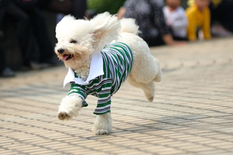 van dong hop ly cho poodle 6