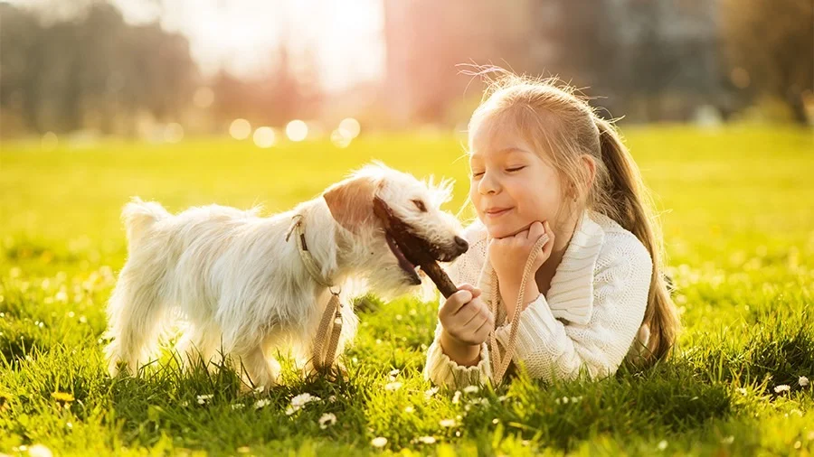 VÌ SAO CHÓ HAY CẮN PHÁ ĐỒ ĐẠC VÀ CÁCH KHẮC PHỤC CHI TIẾT – HƯỚNG DẪN TỪNG BƯỚC CHO NGƯỜI NUÔI 6 Tao moi truong vui choi va thu gian la bien phap giam cang thang cho cho