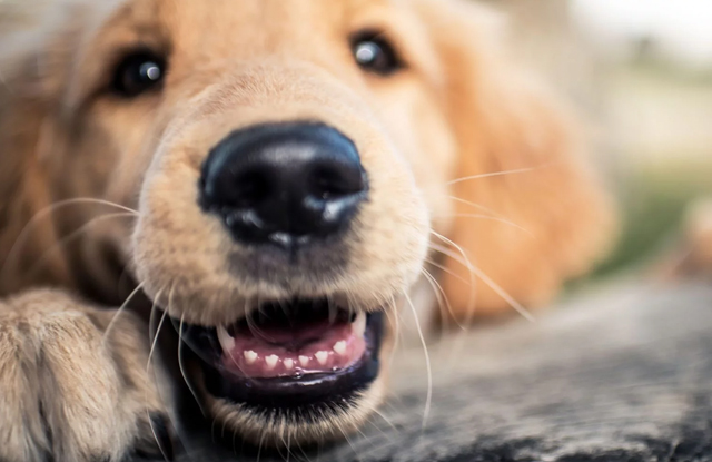 VÌ SAO CHÓ HAY CẮN PHÁ ĐỒ ĐẠC VÀ CÁCH KHẮC PHỤC CHI TIẾT – HƯỚNG DẪN TỪNG BƯỚC CHO NGƯỜI NUÔI 3 cho con moc rang