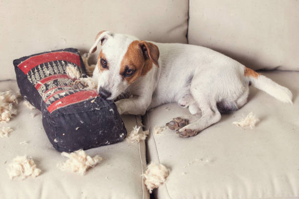 VÌ SAO CHÓ HAY CẮN PHÁ ĐỒ ĐẠC VÀ CÁCH KHẮC PHỤC CHI TIẾT – HƯỚNG DẪN TỪNG BƯỚC CHO NGƯỜI NUÔI 2 cho pha