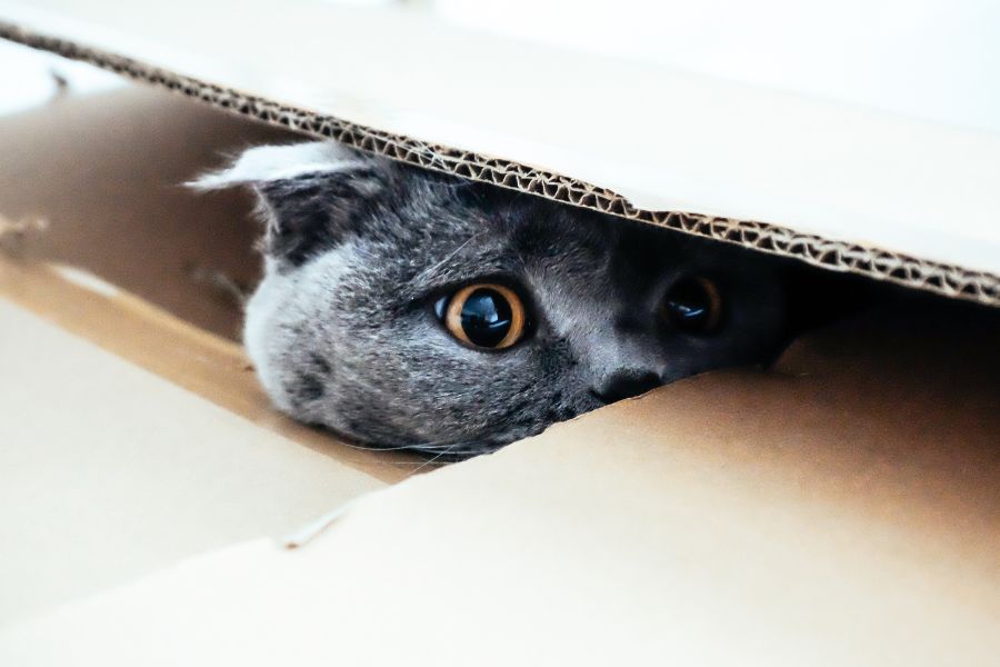 meo buon thuong lan tron va thay doi tinh cach