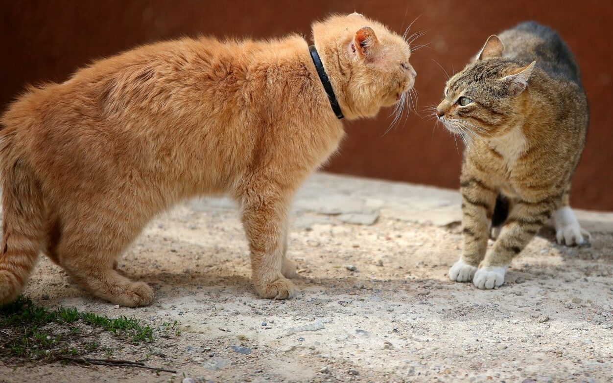 what to do if your cat fights with other cats 562e34a0922d5 e1770019660934