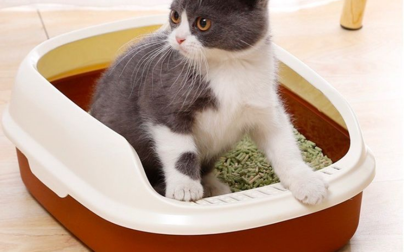 MÈO KHÔNG DÙNG KHAY CÁT: NGUYÊN NHÂN, CÁCH XỬ LÝ VÀ KINH NGHIỆM THỰC TẾ 3 h khong lap cat va cach khac phuc 6 8b700ff510d24313952a2043050fda70